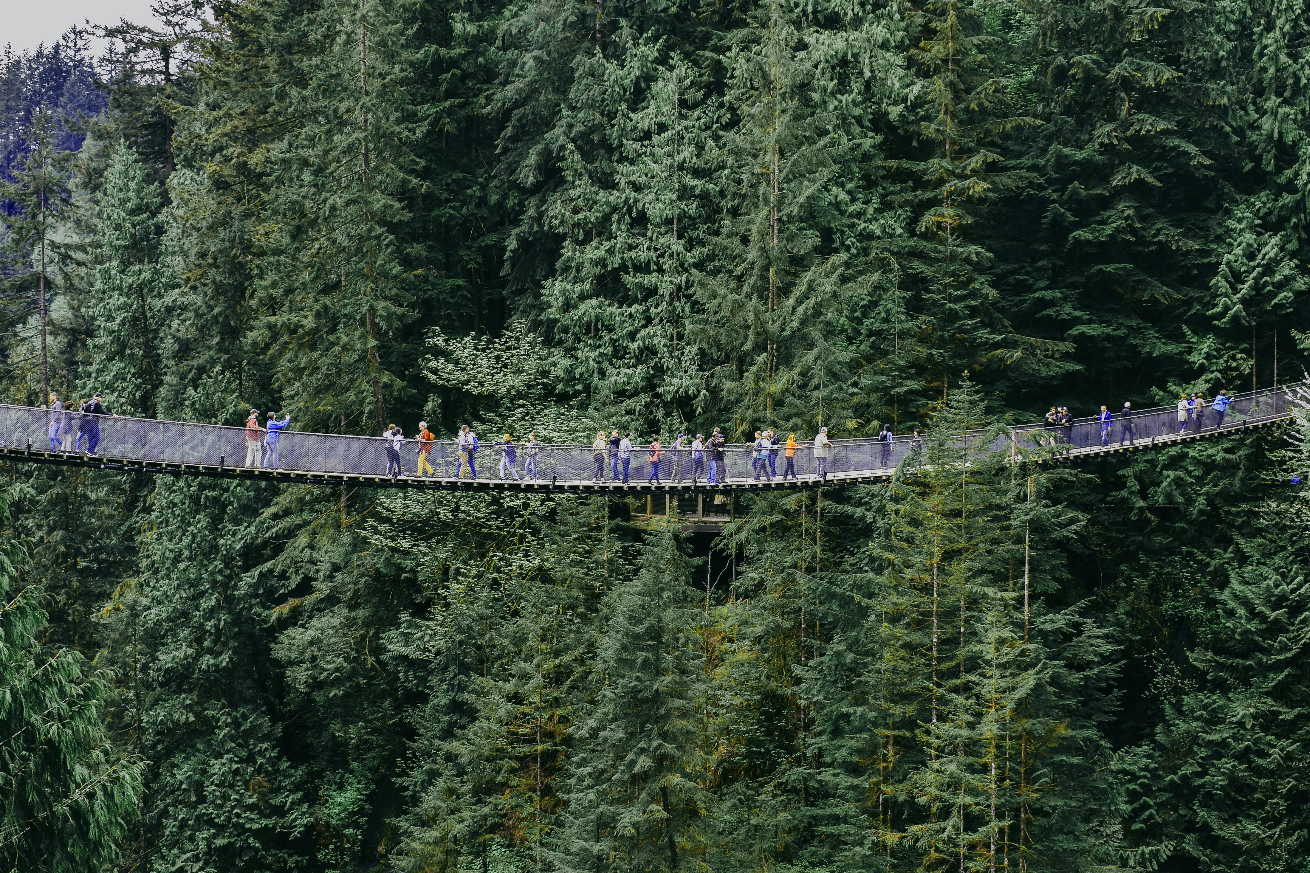 Image of the treetops adventure section of the park